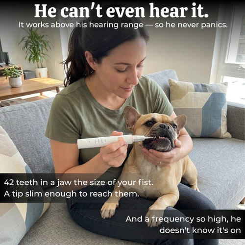 VetSonic Pro™ — Ultrasonic Dental Cleaner made for flat-faced dogs.