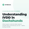 VetBrace IVDD Guide