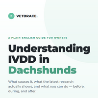 VetBrace IVDD Guide