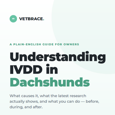 VetBrace IVDD Guide