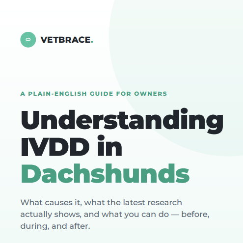 VetBrace IVDD Guide