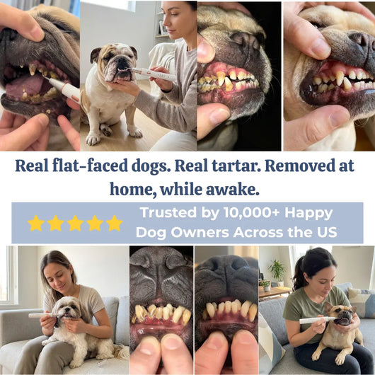 VetSonic Pro™ — Ultrasonic Dental Cleaner made for flat-faced dogs.